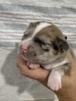 Merle Male, a male Chihuahua for sale in Barnett, MO – 3 of 5