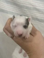 Chihuahua Girl Black Spot, a female Chihuahua for sale in Barnett, MO – 2 of 3