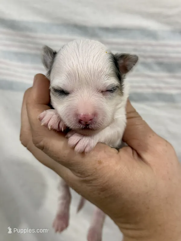 Chihuahua Boy with Black Ears – Chihuahua puppy for sale in Barnett, MO