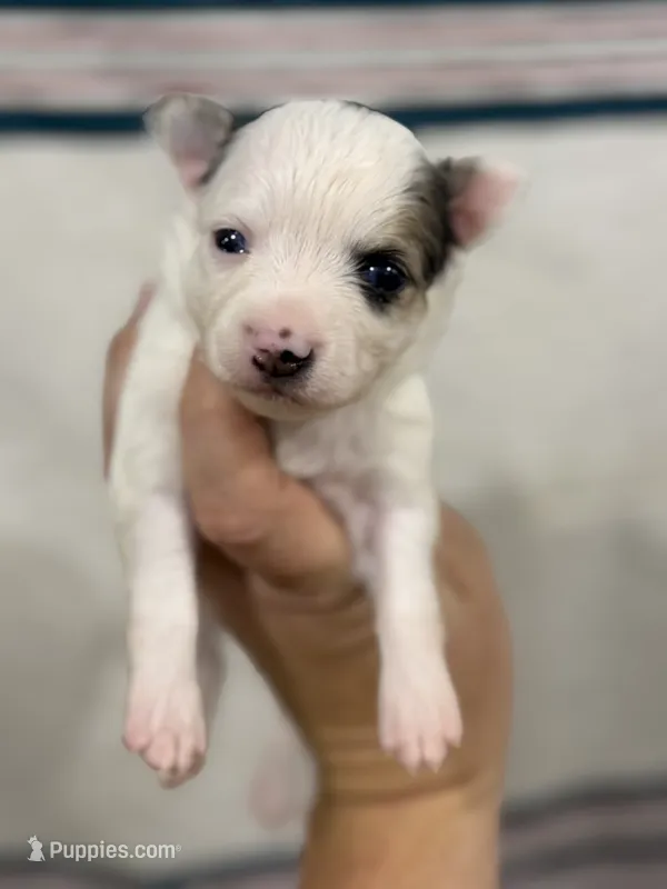 Long Hair Chihuahua Girl Black Spot – Chihuahua puppy for sale in Barnett, MO