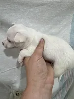 White Male Chi Puppy, a male Chihuahua for sale in Barnett, MO – 3 of 3