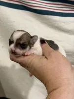 Male Chihuahua with Spot Coat, a male Chihuahua for sale in Barnett, MO – 1 of 4