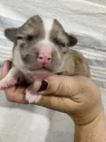 Merle Male, a male Chihuahua for sale in Barnett, MO – 2 of 5