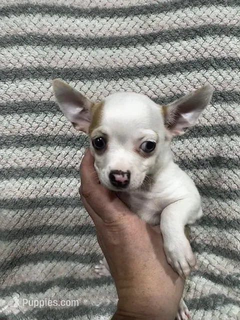 Chihuahua Girl – Chihuahua puppy for sale in Barnett, MO