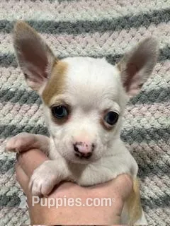 Chihuahua Girl – Chihuahua puppy for sale in Barnett, MO