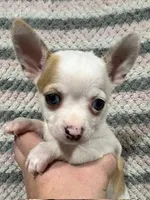 Chihuahua Girl, a female Chihuahua for sale in Barnett, MO – Photo 1 of 4