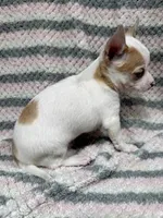 Chihuahua Girl, a female Chihuahua for sale in Barnett, MO – Photo 4 of 4