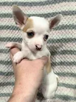Chihuahua Girl, a female Chihuahua for sale in Barnett, MO – Photo 3 of 4