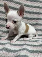 Chihuahua Girl, a female Chihuahua for sale in Barnett, MO – Photo 2 of 4