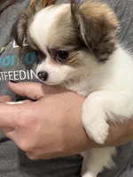 Female Chi Apple Head - Long Hair, a female Chihuahua for sale in Barnett, MO – 3 of 5