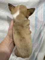 Chihuahua Male Red Merle Color, a male Chihuahua for sale in Barnett, MO – 3 of 4