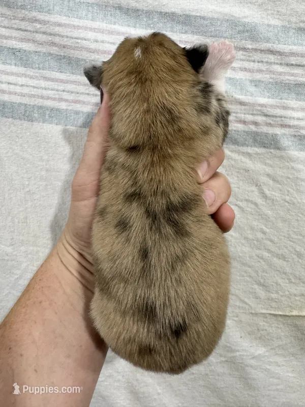 Merle Male – Chihuahua puppy for sale in Barnett, MO