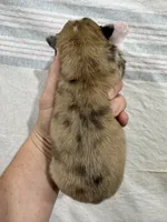 Merle Male, a male Chihuahua for sale in Barnett, MO – 1 of 5