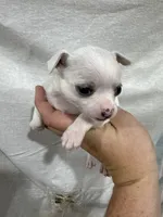 White Female Chi Puppy, a female Chihuahua for sale in Barnett, MO – 5 of 5
