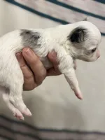 Long Hair Chihuahua Boy with Black Ears, a male Chihuahua for sale in Barnett, MO – 3 of 4