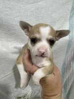 Chihuahua Male Red Merle Color, a male Chihuahua for sale in Barnett, MO – 4 of 4