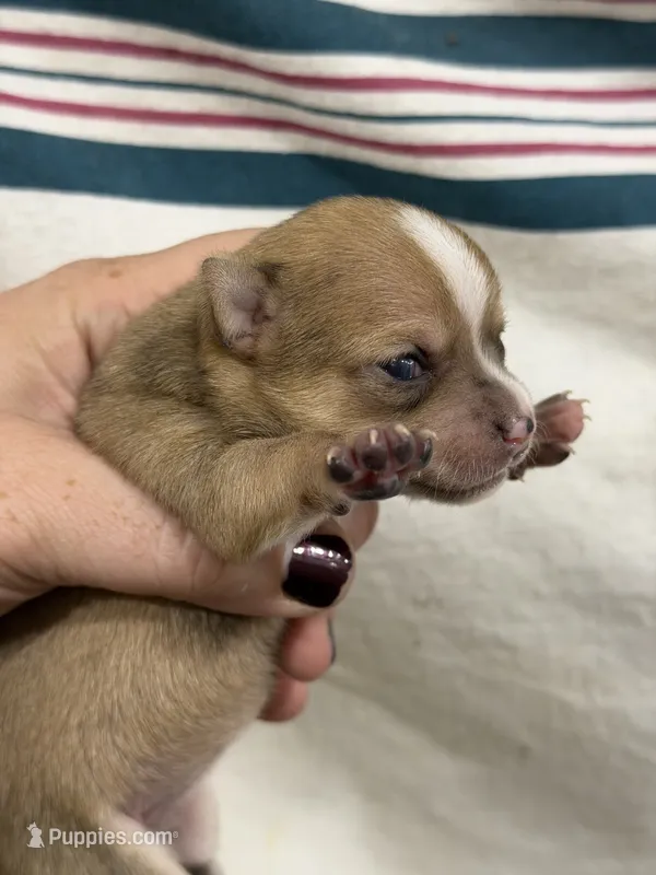 Female Chihuahua Baby Girl – Chihuahua puppy for sale in Barnett, MO
