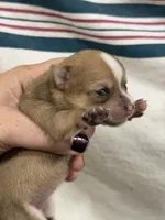 Female Chihuahua Baby Girl, a female Chihuahua for sale in Barnett, MO – 1 of 4