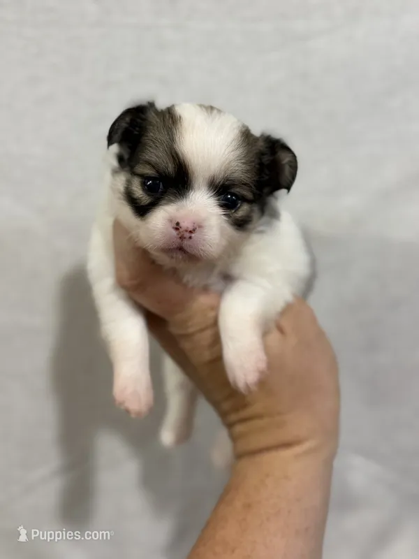 Female Chi Apple Head - Long Hair – Chihuahua puppy for sale in Barnett, MO