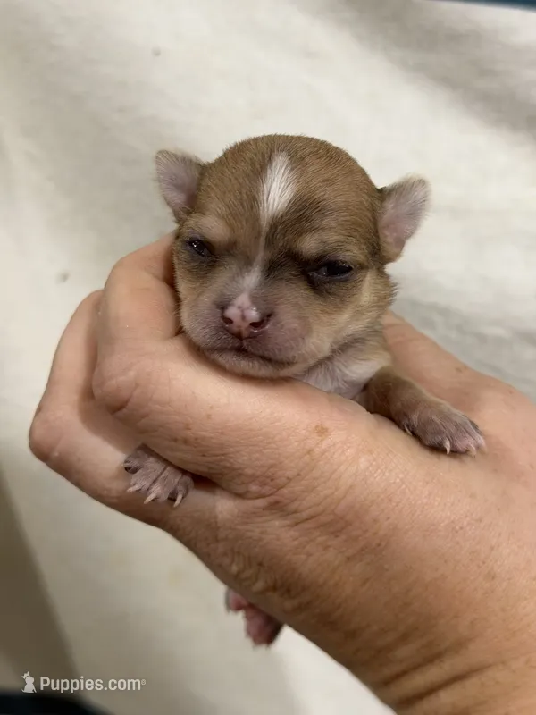 Female Apple-head Chihuahua  Spot  – Chihuahua puppy for sale in Barnett, MO