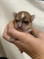 Female Apple-head Chihuahua  Spot , a female Chihuahua for sale in Barnett, MO – 1 of 5