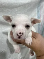 White Male Chi Puppy, a male Chihuahua for sale in Barnett, MO – 2 of 3