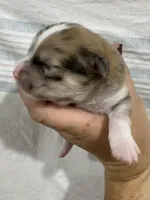 Merle Male, a male Chihuahua for sale in Barnett, MO – 4 of 5
