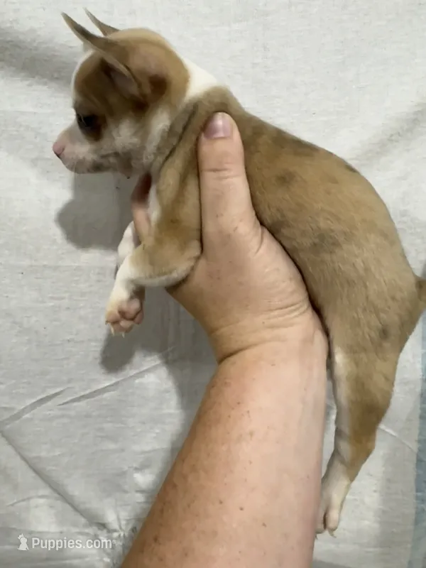 Chihuahua Male Red Merle Color – Chihuahua puppy for sale in Barnett, MO