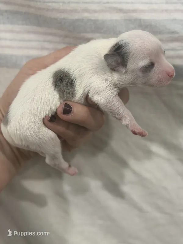 Chihuahua Boy with Black Ears – Chihuahua puppy for sale in Barnett, MO