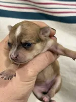 Female Apple-head Chihuahua  Spot , a female Chihuahua for sale in Barnett, MO – 5 of 5
