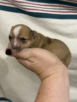 Female Chihuahua Baby Girl, a female Chihuahua for sale in Barnett, MO – 3 of 4
