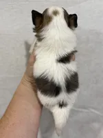 Female Chi Apple Head - Long Hair, a female Chihuahua for sale in Barnett, MO – 3 of 3