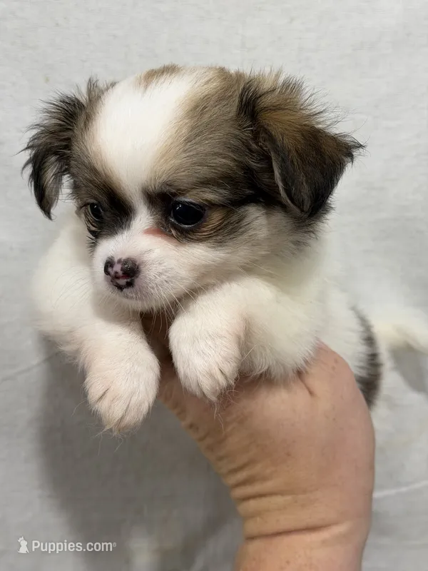 Female Chi Apple Head - Long Hair – Chihuahua puppy for sale in Barnett, MO