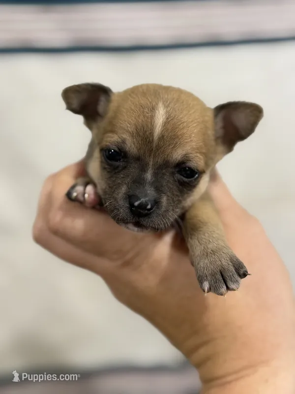 Male Chihuahua with Stripe – Chihuahua puppy for sale in Barnett, MO