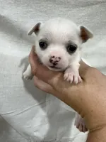 White Female Chi Puppy, a female Chihuahua for sale in Barnett, MO – 2 of 5