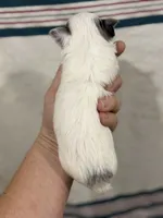 Long Hair Chihuahua Boy with Black Ears, a male Chihuahua for sale in Barnett, MO – 2 of 4