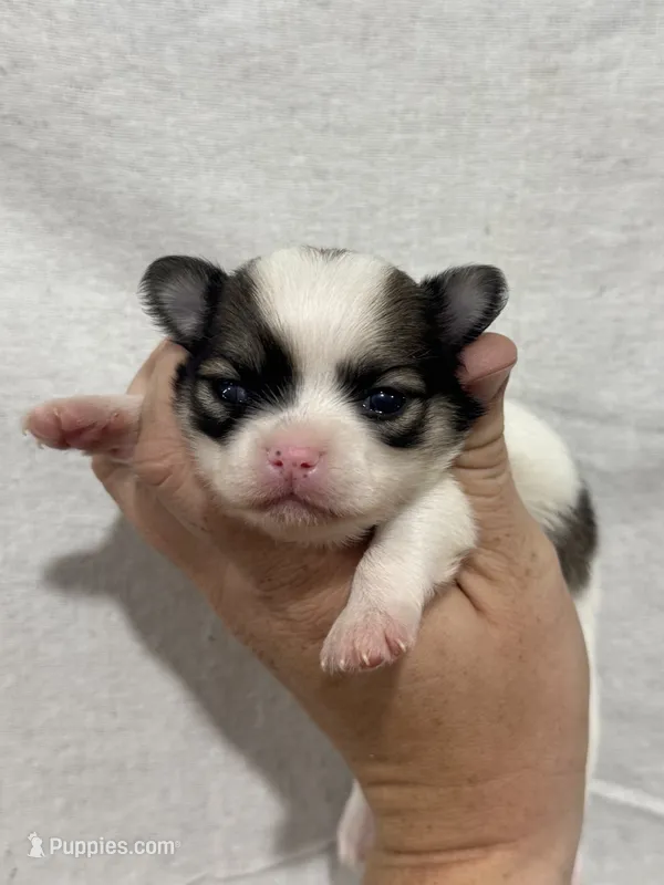 Female Chi Apple Head – Chihuahua puppy for sale in Barnett, MO
