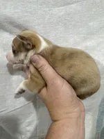 Chihuahua Male Red Merle Color, a male Chihuahua for sale in Barnett, MO – 2 of 4