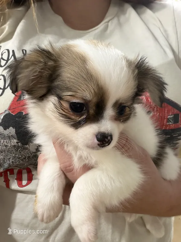 Female Chi Apple Head - Long Hair – Chihuahua puppy for sale in Barnett, MO