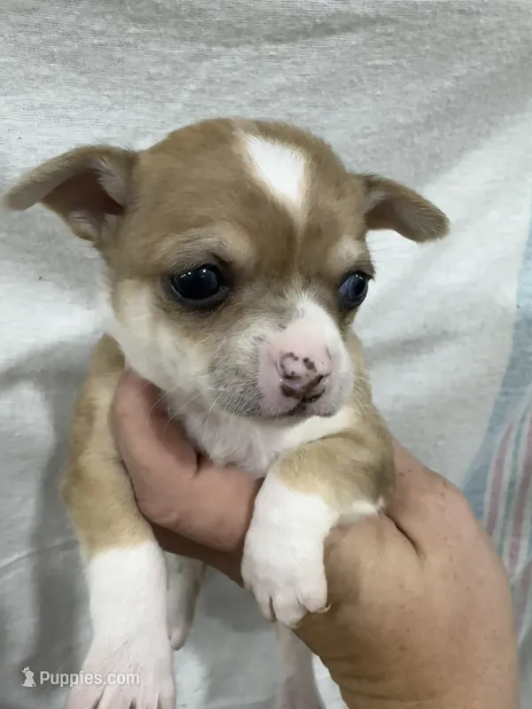 Chihuahua Female Red Merle – Chihuahua puppy for sale in Barnett, MO