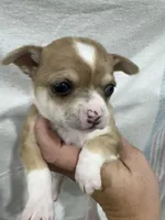 Chihuahua Female Red Merle, a female Chihuahua for sale in Barnett, MO – 1 of 4