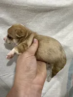 Chihuahua Female Red Merle, a female Chihuahua for sale in Barnett, MO – 4 of 4