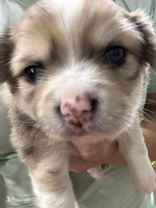 Merle Male - Long Hair – Chihuahua puppy for sale in Barnett, MO