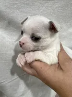 White Female Chi Puppy, a female Chihuahua for sale in Barnett, MO – 3 of 5