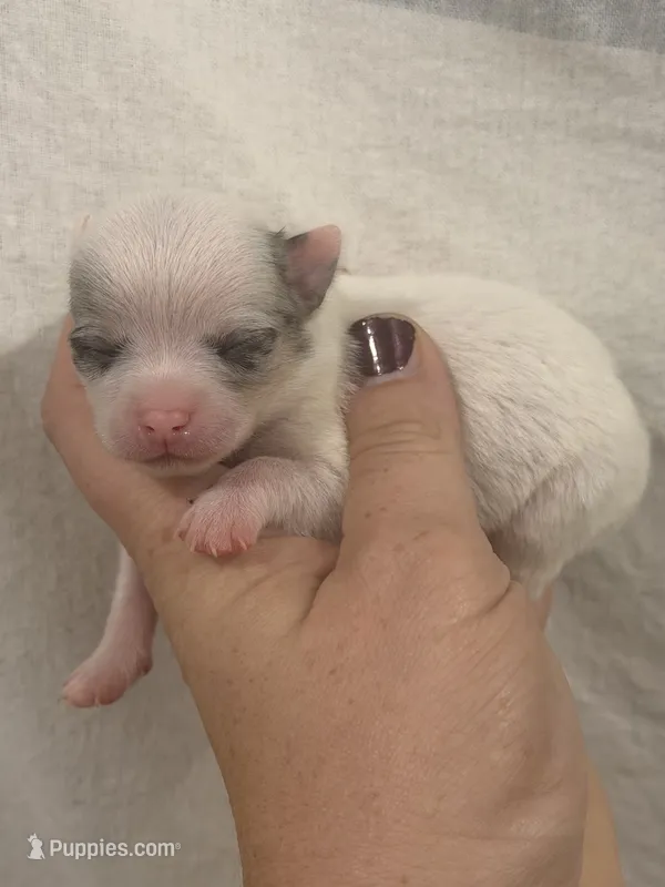Chihuahua Female White Back – Chihuahua puppy for sale in Barnett, MO