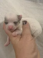 Chihuahua Female White Back, a female Chihuahua for sale in Barnett, MO – 1 of 3