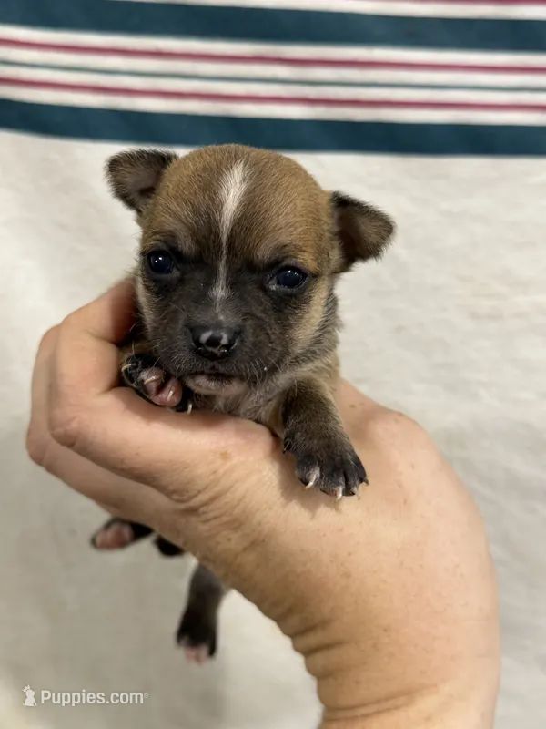 Male Chihuahua with Stripe – Chihuahua puppy for sale in Barnett, MO