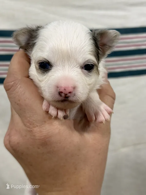 Long Hair Chihuahua Boy with Black Ears – Chihuahua puppy for sale in Barnett, MO
