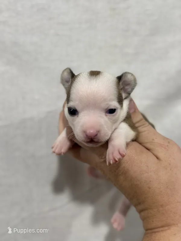 Girl Chihuahua Puppy – Chihuahua puppy for sale in Barnett, MO