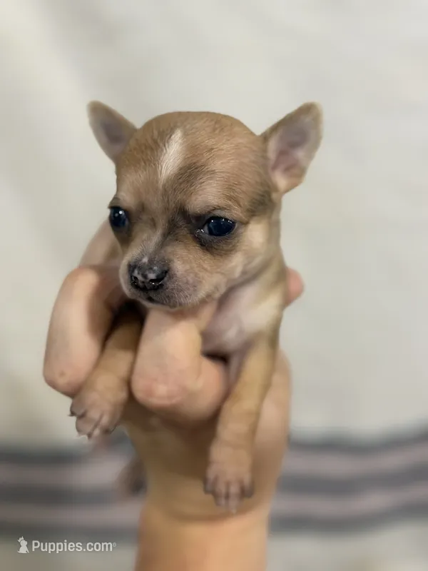 Female Apple-head Chihuahua  Spot  – Chihuahua puppy for sale in Barnett, MO